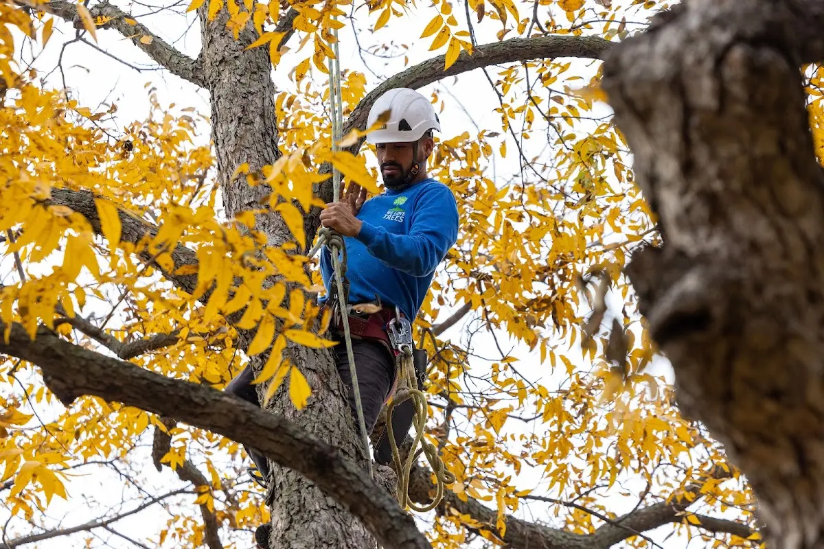 Skilled Tree Planing crew working in Mount Lemmon